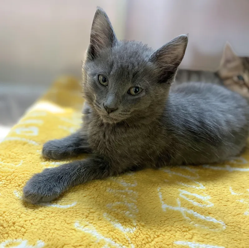 A baby medium-sized male Gray / Blue / Silver Domestic Short Hair cat named Pickles for adoption in Seville, OH