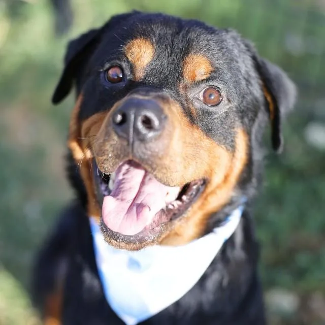 An adult large-sized male Rottweiler dog named Thor for adoption in San Antonio, TX