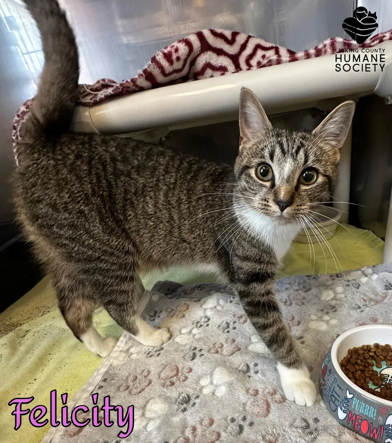 A young medium-sized female Domestic Short Hair cat named Felicity for adoption in Heath, OH