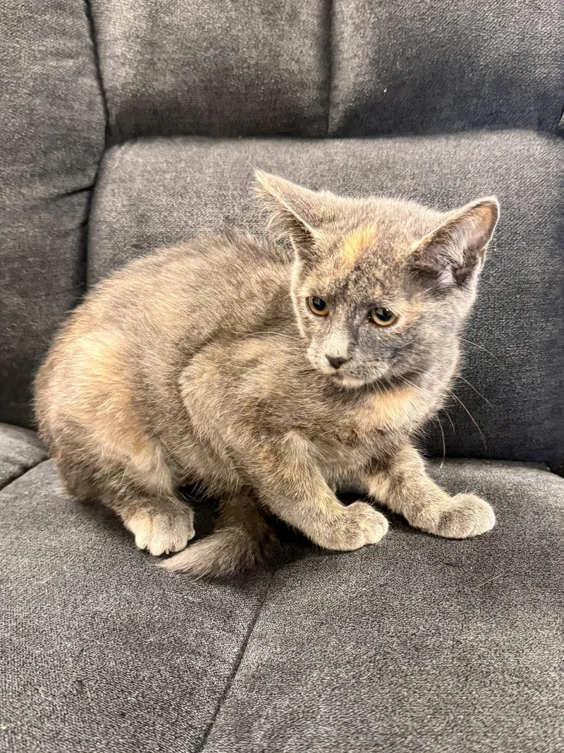 A baby medium-sized female Domestic Short Hair cat named Patches for adoption in Midland, MI