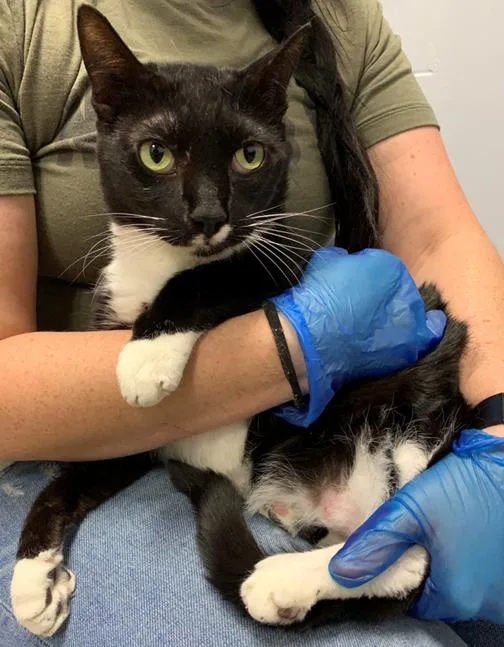 Mr. Clean thumbnail 3