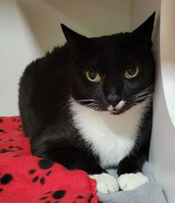 Mr. Clean thumbnail 6