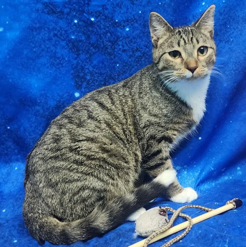 A young large-sized male Domestic Short Hair cat named Hector for adoption in Wetumpka, AL