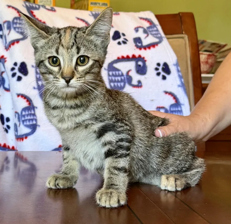 A baby small-sized female Torbie cat named Trixie  Portofino Petsmart for adoption in Spring, TX