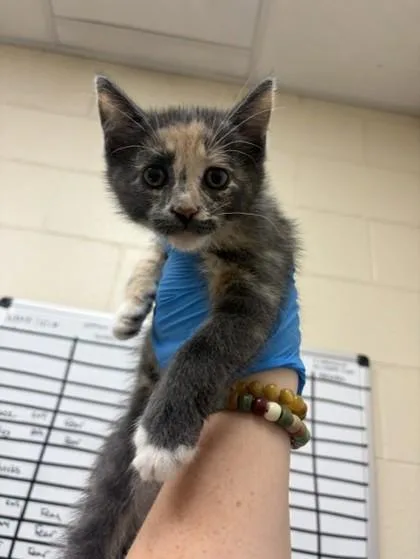 A baby small-sized female Domestic Short Hair cat named Rodan for adoption in Westland, MI