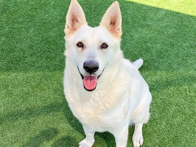 An adult large-sized female German Shepherd Dog dog named Aurora for adoption in Tustin, CA