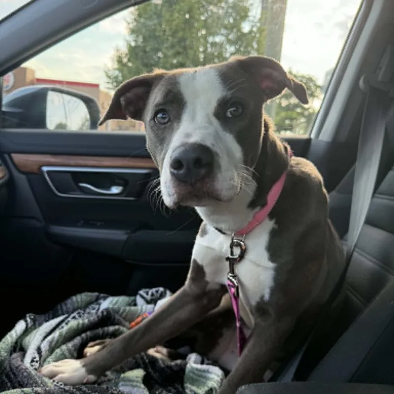 A young medium-sized female Gray / Blue / Silver Pit Bull Terrier dog named Minty for adoption in Ferndale, MI