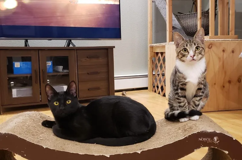 Kaito Now Finch thumbnail 2