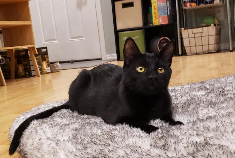 Kaito Now Finch thumbnail 3