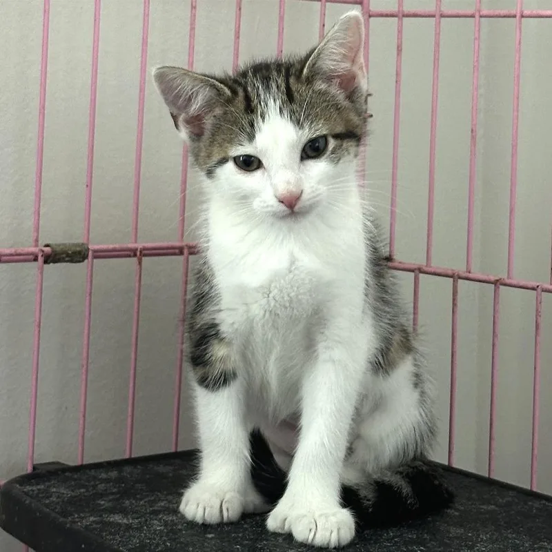 A baby small-sized female Brown / Chocolate Domestic Medium Hair cat named Annie for adoption in Traverse City, MI