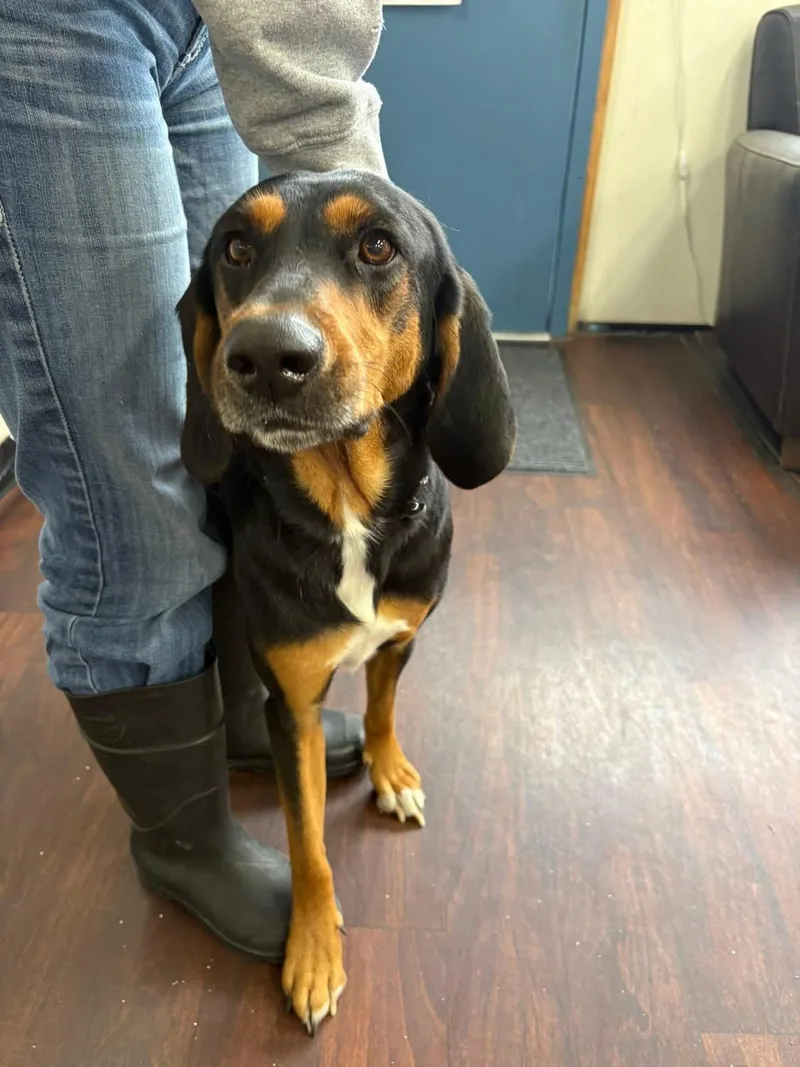 A young medium-sized male Black and Tan Coonhound dog named Scout for adoption in Prineville, OR