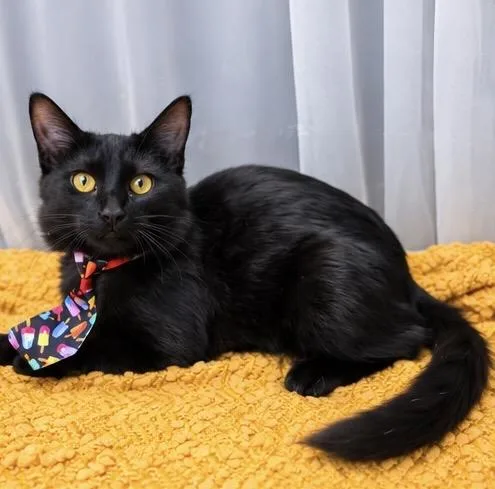A baby medium-sized male Black Domestic Medium Hair cat named Jack for adoption in Foley, AL