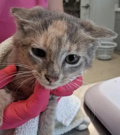An adult medium-sized female Domestic Short Hair cat named Fromage for adoption in Lafayette, IN