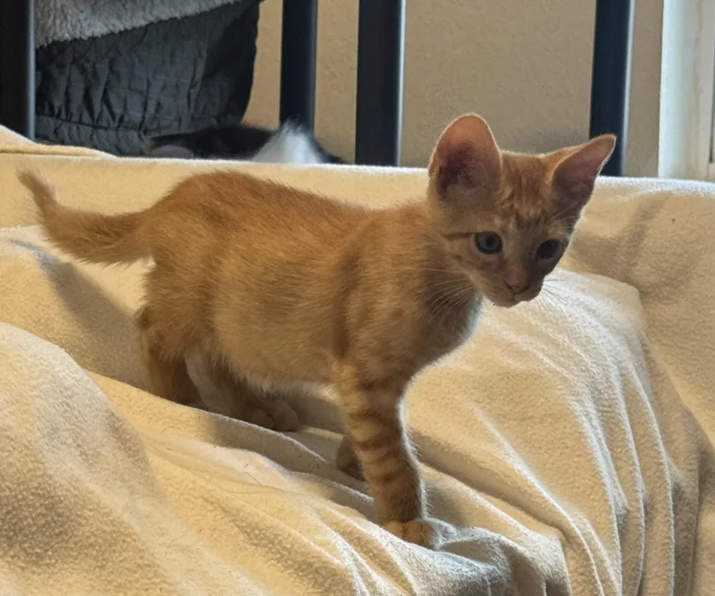 A baby medium-sized male Orange & White Tabby cat named Sol for adoption in Noble, OK