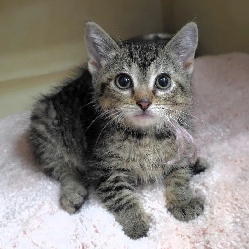 A baby small-sized male Brown / Chocolate Domestic Short Hair cat named Pecan for adoption in Michigan City, IN