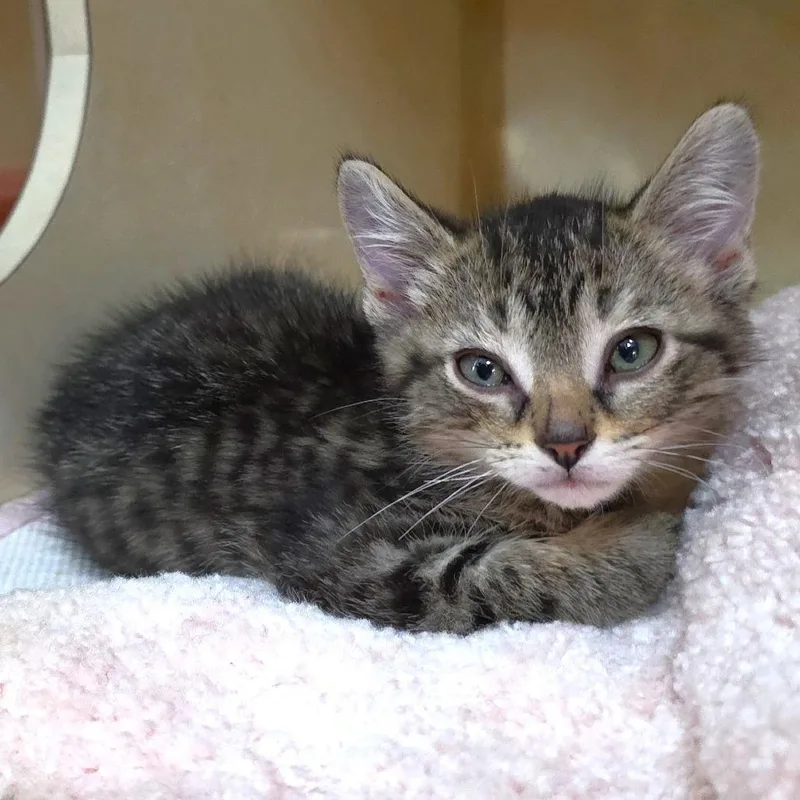 Pecan thumbnail 4