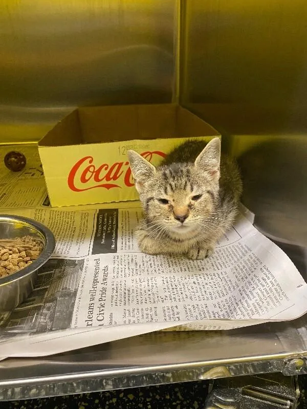 A young medium-sized female Tabby (Brown / Chocolate) Domestic Short Hair cat named Chemistry for adoption in Jackson, TN