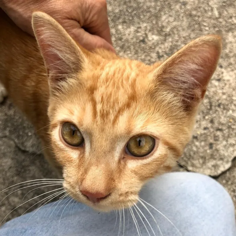 A baby medium-sized male Domestic Short Hair cat named Sundance for adoption in Gastonia, NC