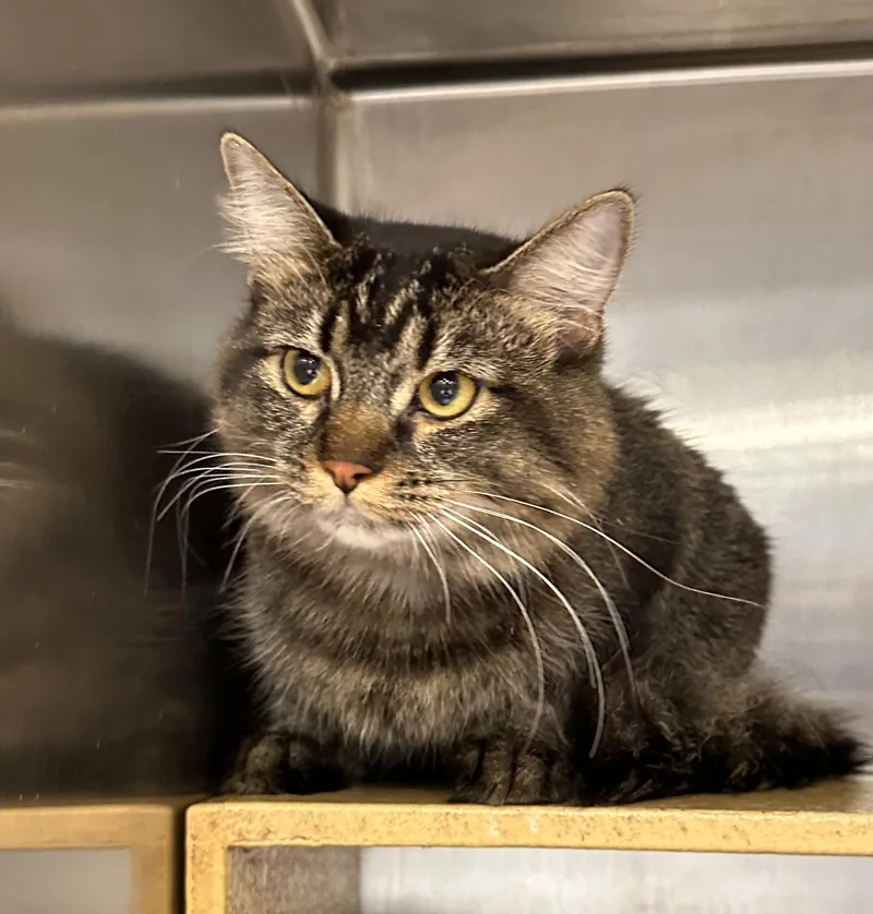 A young medium-sized female Domestic Medium Hair cat named Mitzi for adoption in Wheaton, IL