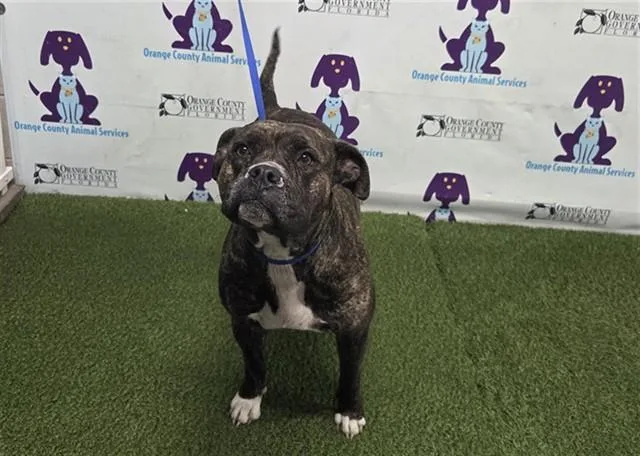An adult medium-sized female Pit Bull Terrier dog named Miss Ruby for adoption in Orlando, FL