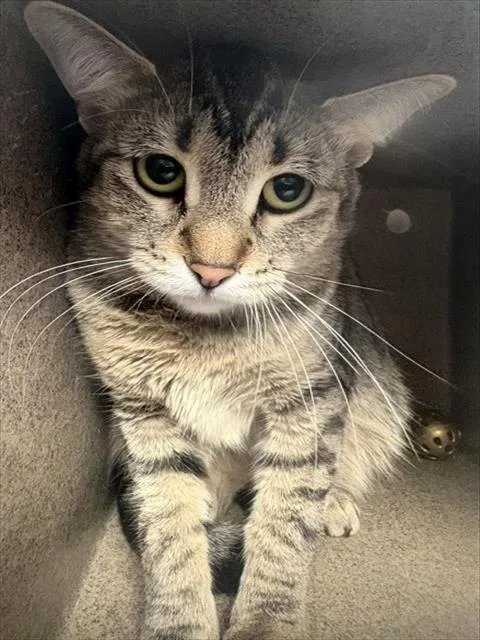 An adult medium-sized female Domestic Short Hair cat named Tigerous for adoption in Pueblo, CO