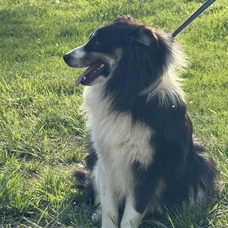 A young medium-sized male Australian Shepherd dog named Chappy for adoption in Fries, VA