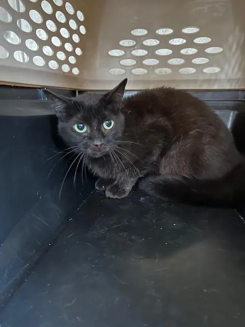 An adult medium-sized female Domestic Short Hair cat named Sea Shells for adoption in Louisville, KY