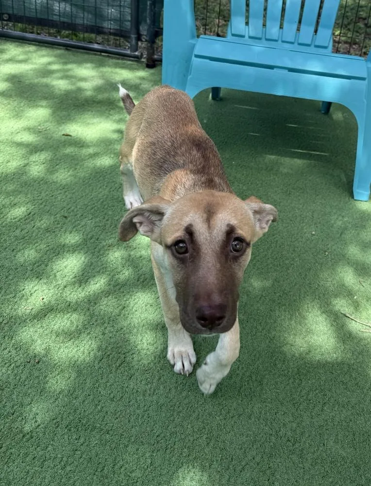 A baby small-sized female American Bulldog dog named Torani for adoption in Lakeland, FL