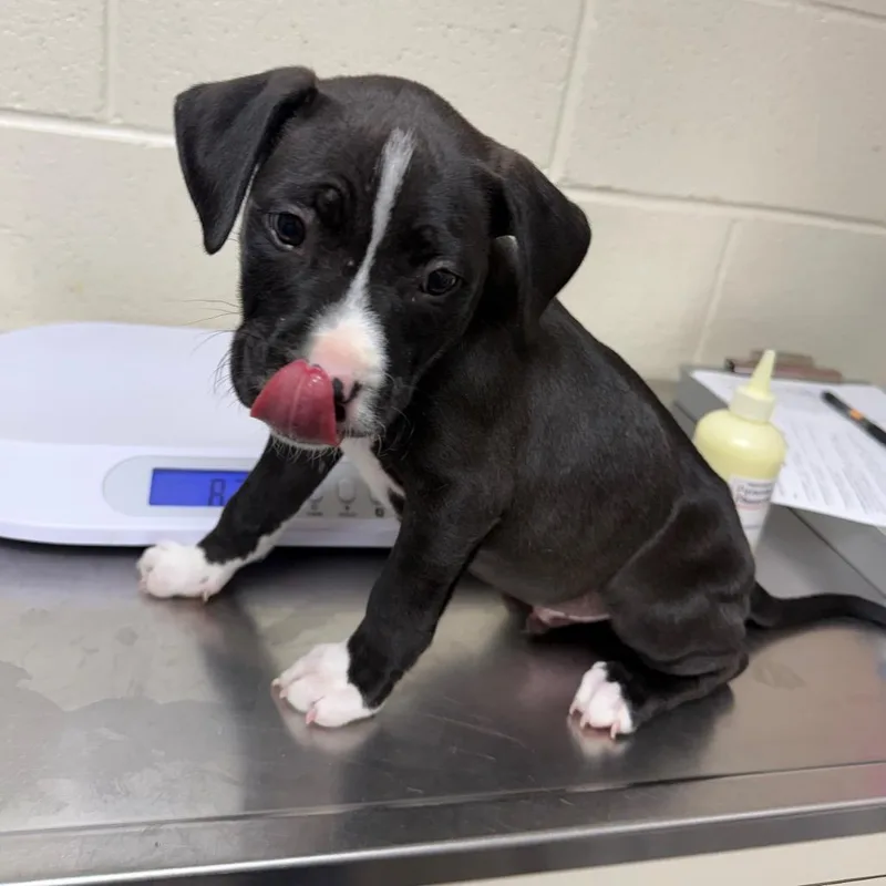 A baby medium-sized male Black Pit Bull Terrier dog named Damo for adoption in Roxboro, NC