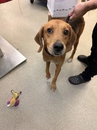 A young medium-sized male Coonhound dog named Victor for adoption in Palm Coast, FL