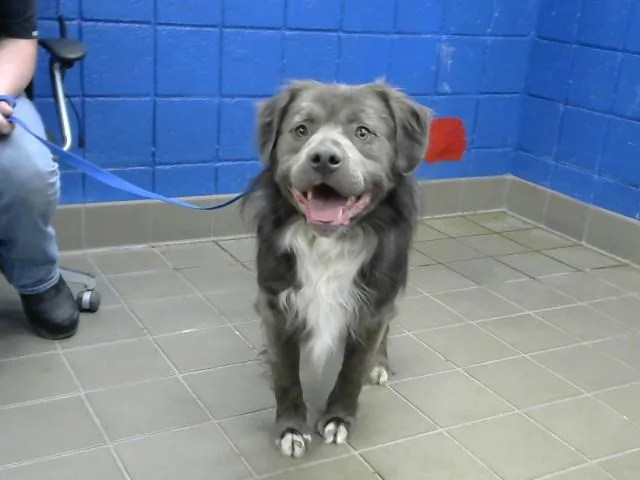 A young medium-sized male Pit Bull Terrier dog named Teddy for adoption in Albuquerque, NM