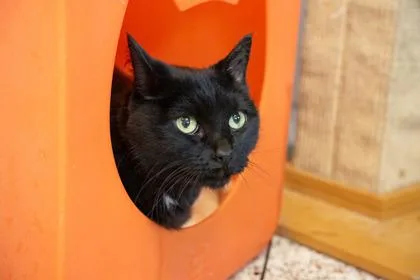 An adult small-sized female Domestic Short Hair cat named Daisy for adoption in Golden Valley, MN