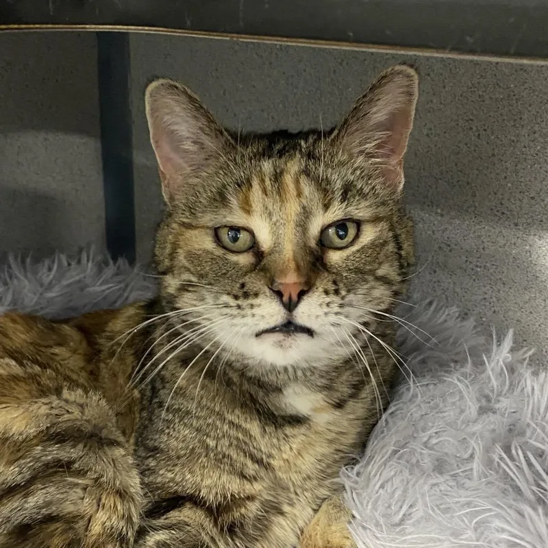 An adult medium-sized female Torbie Domestic Short Hair cat named Mabel for adoption in Sheridan, WY