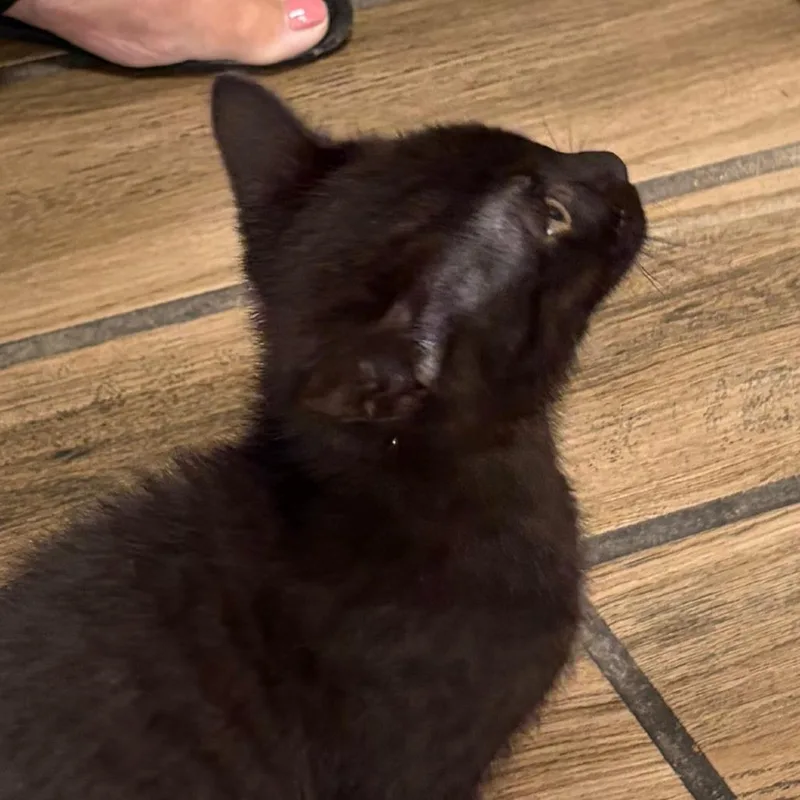 A baby small-sized male Black Domestic Short Hair cat named Suge for adoption in Pleasanton, CA