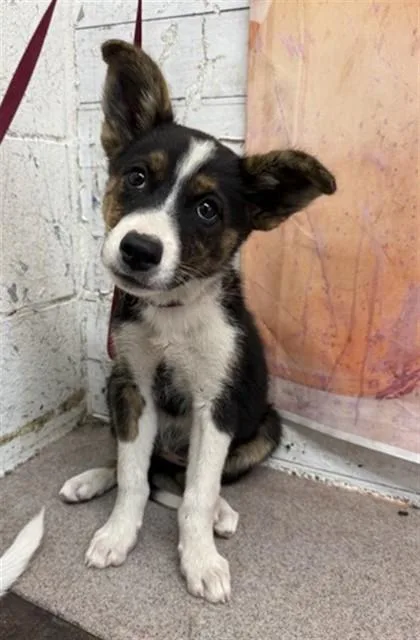 A baby small-sized female Siberian Husky dog named Gwen for adoption in San Bernardino, CA