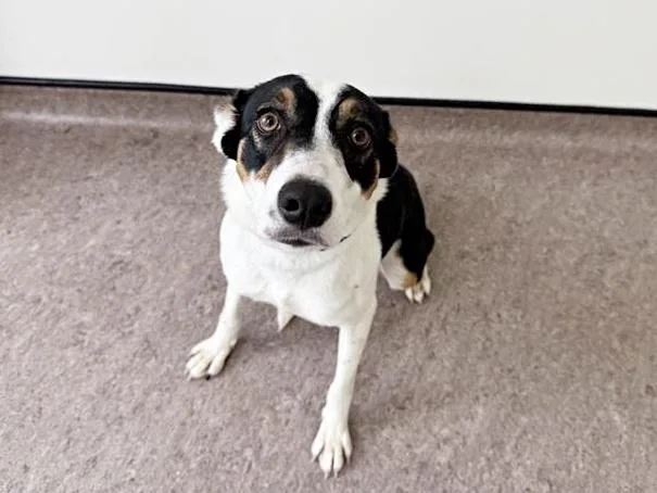 A young medium-sized female Border Collie dog named Violet for adoption in Saint Louis, MO