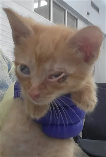 A baby medium-sized male Domestic Long Hair cat named Lime for adoption in Dallas, TX