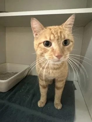 An adult medium-sized male Domestic Short Hair cat named Snuffy for adoption in Palm Coast, FL