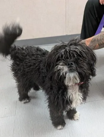 A young small-sized female Maltese dog named Sansa for adoption in San Bernardino, CA