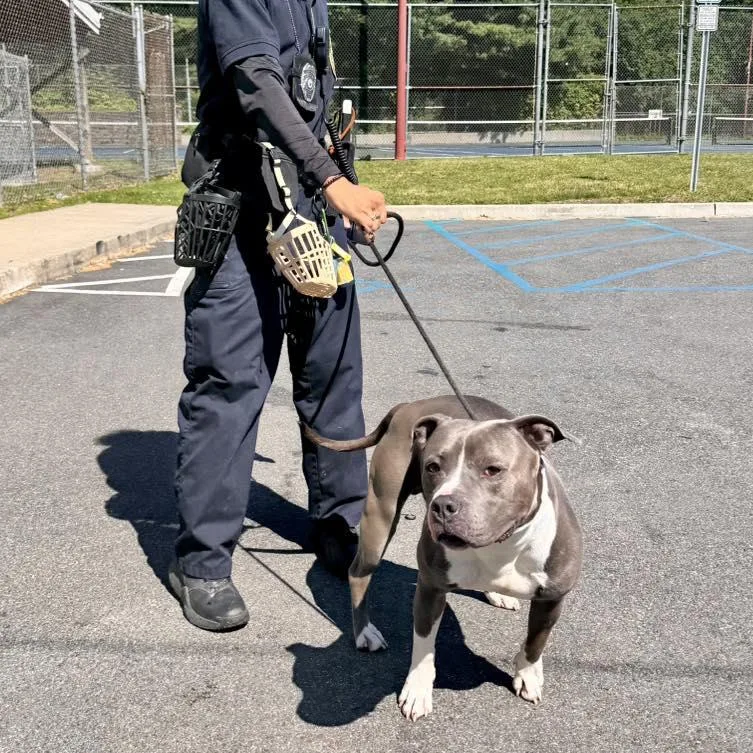An adult medium-sized male Gray / Blue / Silver Pit Bull Terrier dog named Butch for adoption in Passaic, NJ
