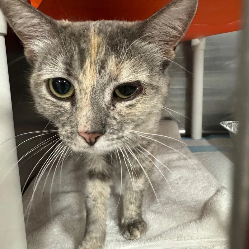 An adult medium-sized female Torbie Domestic Short Hair cat named Cinema for adoption in Salt Lake City, UT