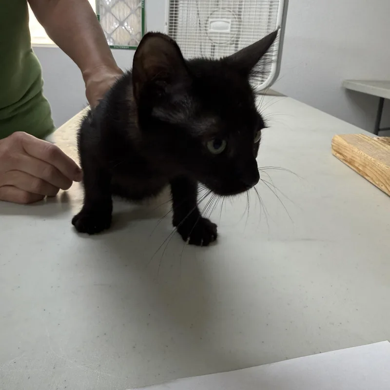 A baby medium-sized male Black Burmese cat named Whatcha Doin for adoption in Las Vegas, NV