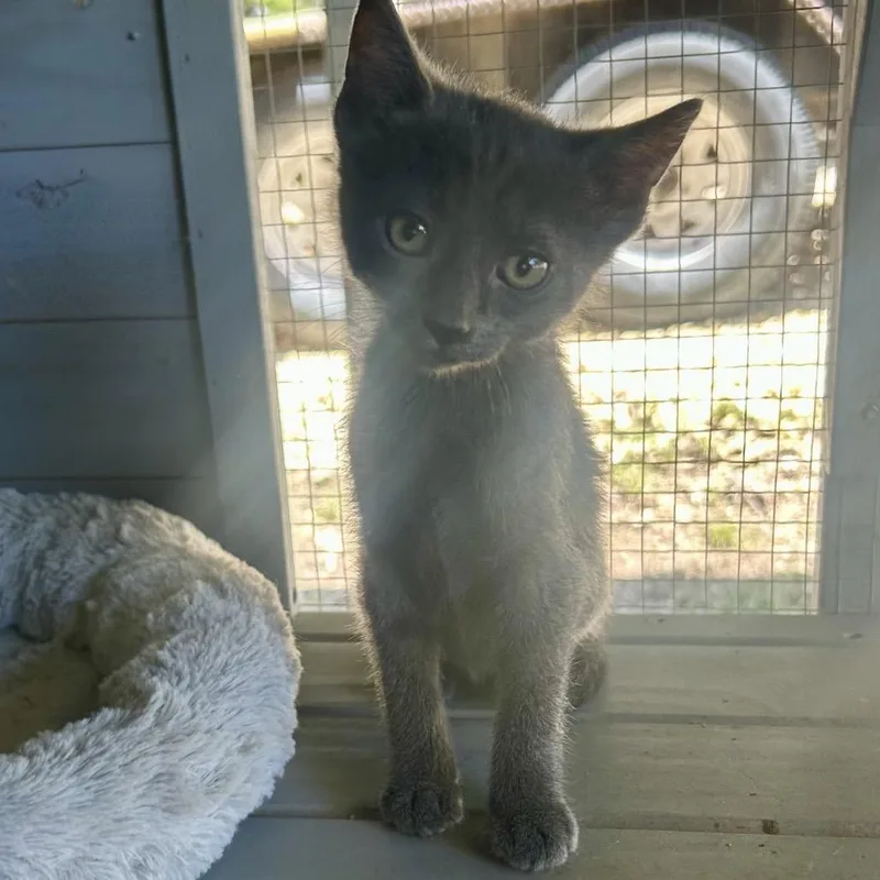 A young small-sized female Russian Blue cat named Della for adoption in Boerne, TX