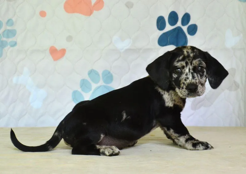 A baby medium-sized male Merle (Blue) Spaniel dog named Jinx for adoption in Willingboro, NJ