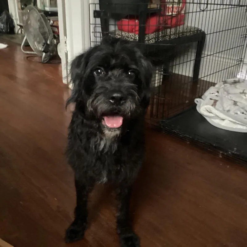 Lila