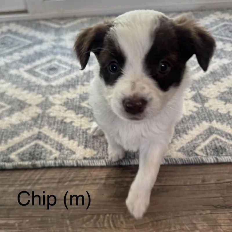 A baby small-sized male White / Cream Jack Russell Terrier dog named Chip for adoption in Cashmere, WA