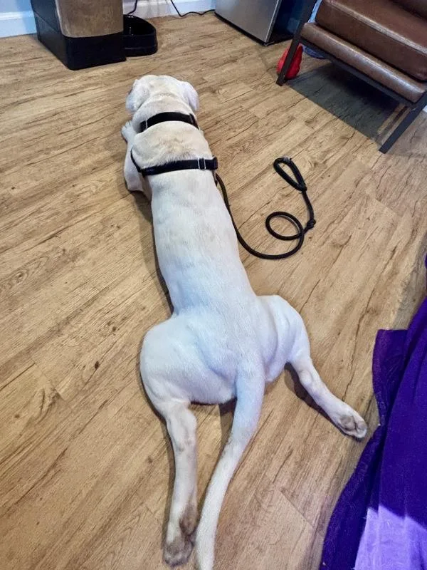 An adult large-sized male Mixed Breed dog named Ghostbuster for adoption in Austin, TX