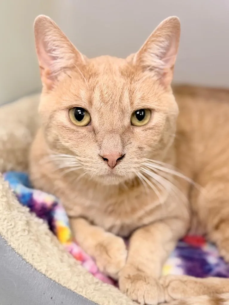 An adult medium-sized male Domestic Short Hair cat named Cheese Curd Hamilton Jr. for adoption in Menomonie, WI