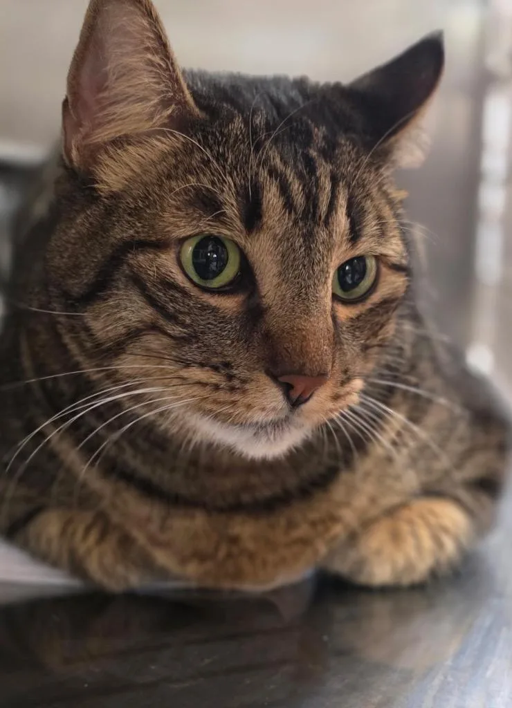 An adult small-sized male Domestic Short Hair cat named Zevvers for adoption in Cottonwood, AZ