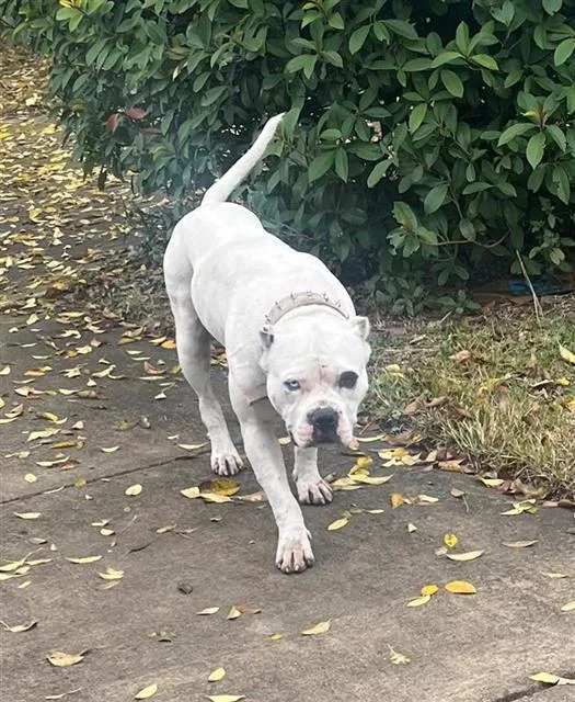 An adult large-sized female American Staffordshire Terrier dog named Hachi for adoption in San Antonio, TX